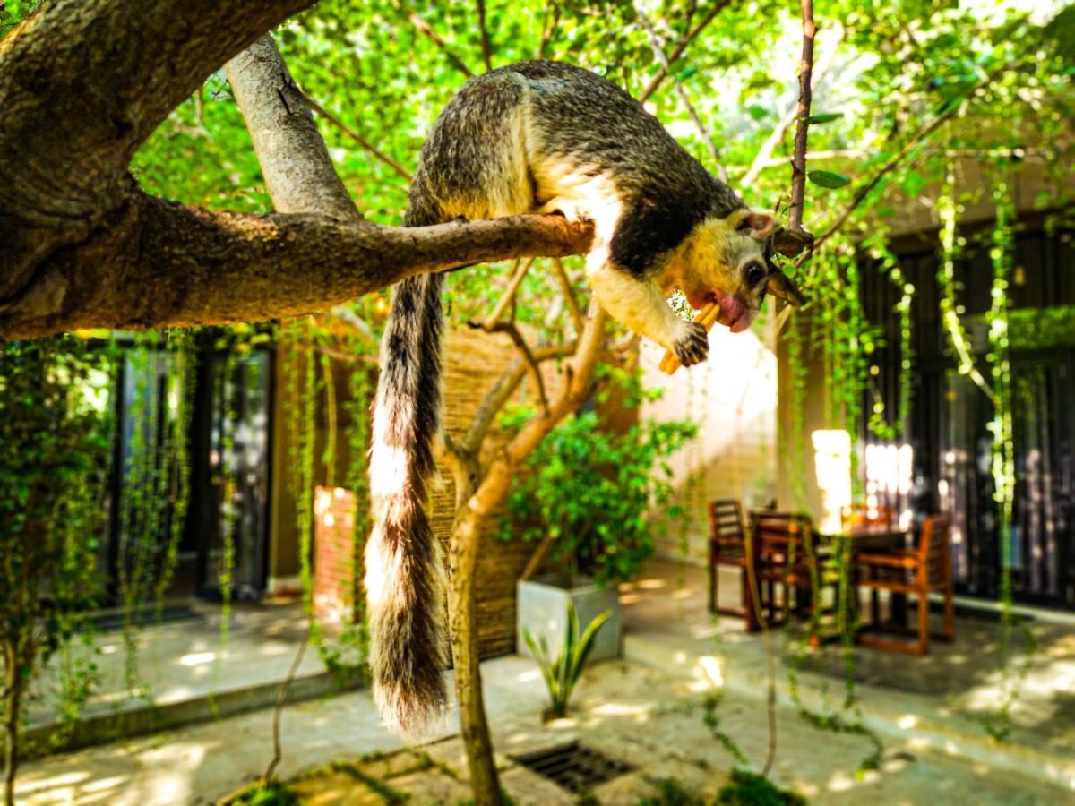 Isi Arana Eco Villa Anuradhápura Exteriér fotografie